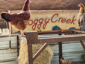 Farm Fresh Eggs From Happy Chickens at Boggy Creek Farm