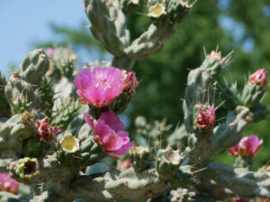 A Wide Variety of Central Texas Native Plants Can Be Found at the Lady Bird Johnson Wildflower Center.