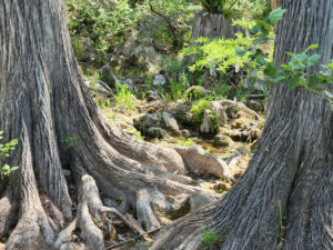 The Relative Coolness of the Canyon and the Moisture from the Creek are Perfect for Cypress Trees