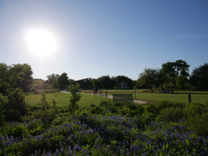 There Are 279 Acres of Native Plants at Wildflower Center Austin