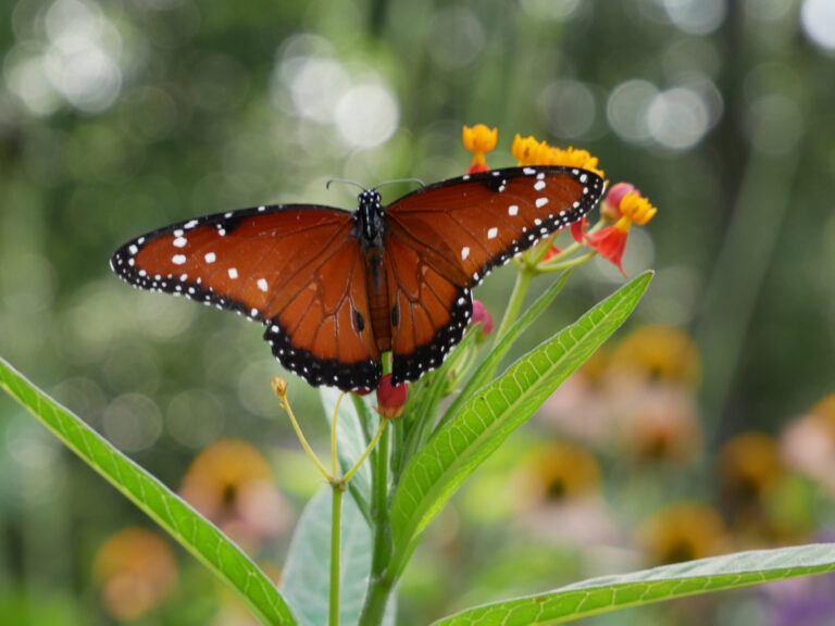 What To Do In Austin? Look For Butterflies at Zilker Botanical Gardens!