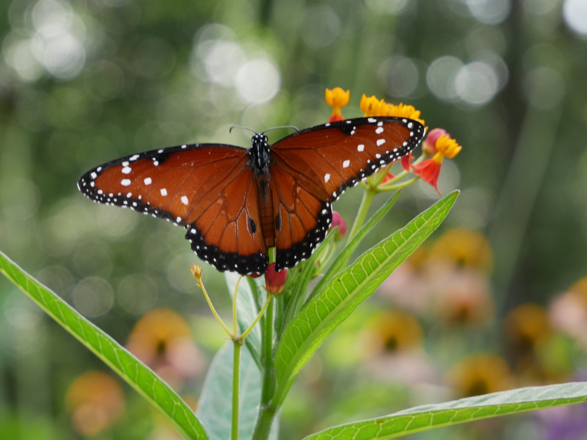 Many Butterflies Are Attracted to the Butterfly Gardens at Zilker Botanical Gardens