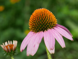 Coneflower or Echinacea Grows All Over the Botanical Garden Austin