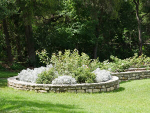 The Rose Garden Is A Great Place for Zilker Park Botanical Photos